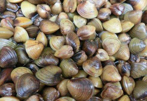 爆炒塘冰机（哇冰壳，花甲）