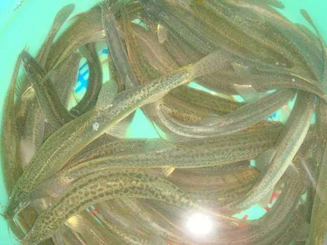 广丰泥鳅干,江西上饶广丰美食