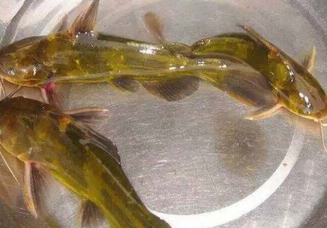 广丰黄硬骨煮水豆腐(黄骨鱼),