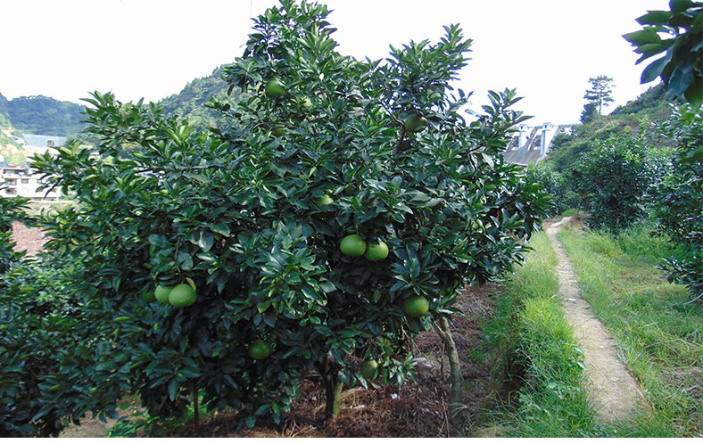 马家柚柚子林