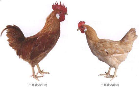 江西上饶广丰特产,广丰白耳黄鸡