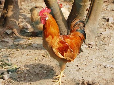 广丰特产,广丰白耳黄鸡