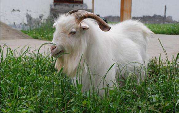 广丰山羊