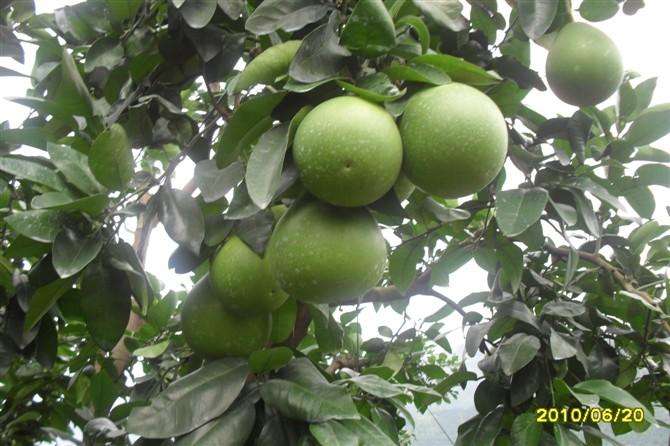 广丰马家柚--上饶广丰全部特产