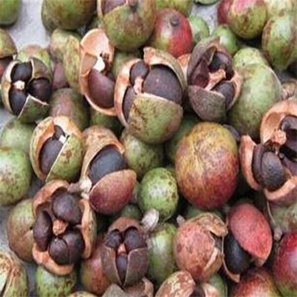 上饶广丰山茶油