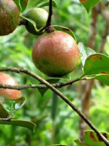上饶广丰山茶油