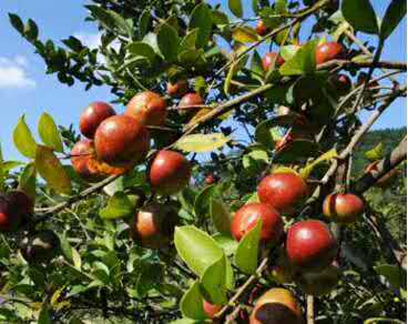 上饶广丰茶籽油