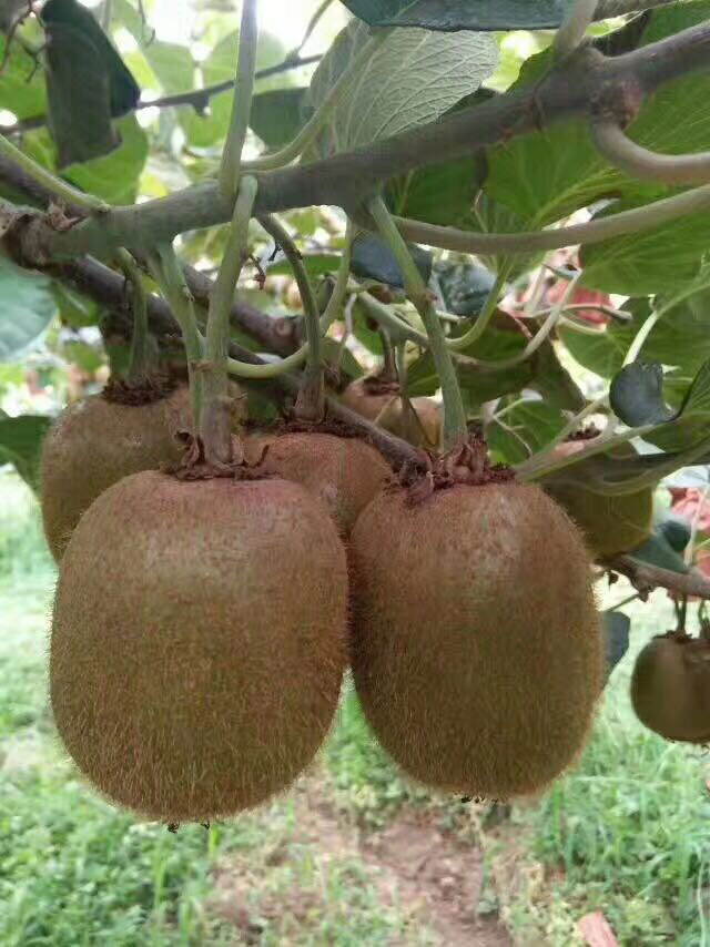 广丰猕猴桃(藤梨)