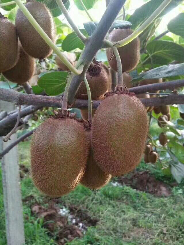 广丰猕猴桃(藤梨)