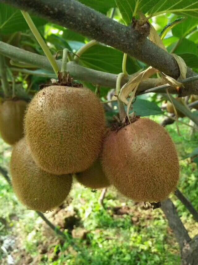 广丰猕猴桃(藤梨)