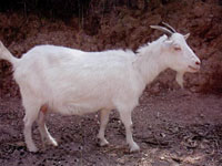 广丰山羊，江西上饶广丰特产