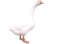 广丰白银鹅，江西上饶广丰特产