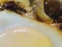 广丰桂圆蒸蛋，江西上饶广丰美食