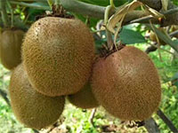 广丰猕猴桃（藤梨），江西上饶广丰特产