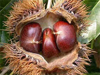 广丰毛栗，江西上饶广丰特产