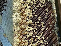 广丰土蜂蜜，江西上饶广丰特产