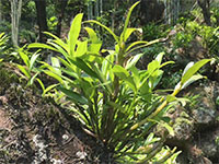 广丰石斛，江西上饶广丰特产